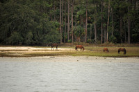 Horses on Shoreline, Cumberland Island, Georgia