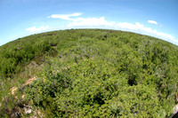 Fisheye view of some of the protected land from an observation tower, Sanibel Captiva Conservation Fund