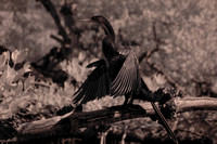 Anhinga's wings are almost dry, Commodore Creek