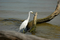 Egret awaiting a meal