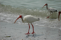 Ibis searching for morsels along the beach