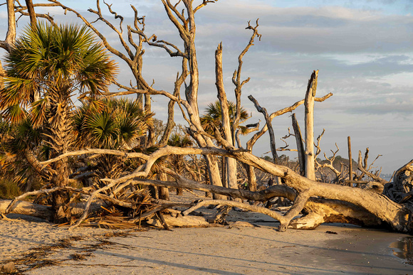 Driftwood Beach (#2) -Jekyll Island - Jim Moran