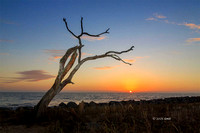 Driftwood Beach Sunrise (#1) - Jekyll Island - Umit Yuksel