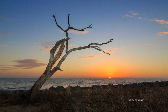 Driftwood Beach Sunrise (#1) - Jekyll Island - Umit Yuksel