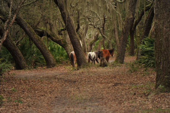 Horses among Live Oaks, Cumberland Island, Georgia