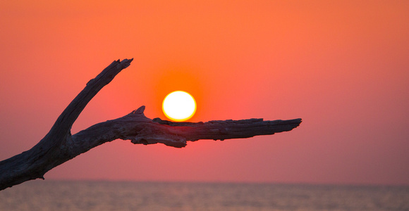 Sunrise, Driftwood Beach, Jekyll Island