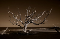 DriftwoodIs Beach (infrared image), Jekyll