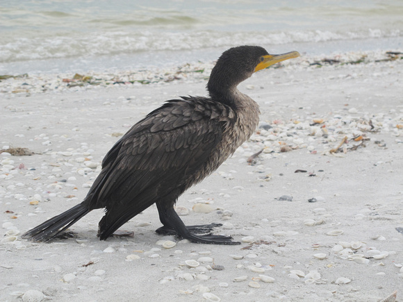 Young Cormorant in the Gulf surf