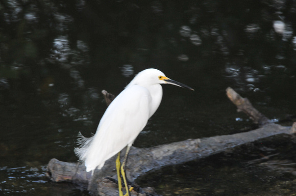 Snowy Egret in Commodore Creek