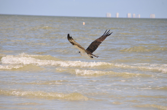 Osprey in flight over the Gulf