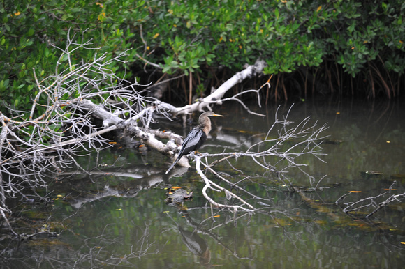 Female Anhinga in Commodore Creek