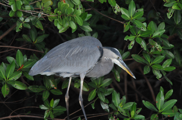 Great Blue Heron, Commodore Creek