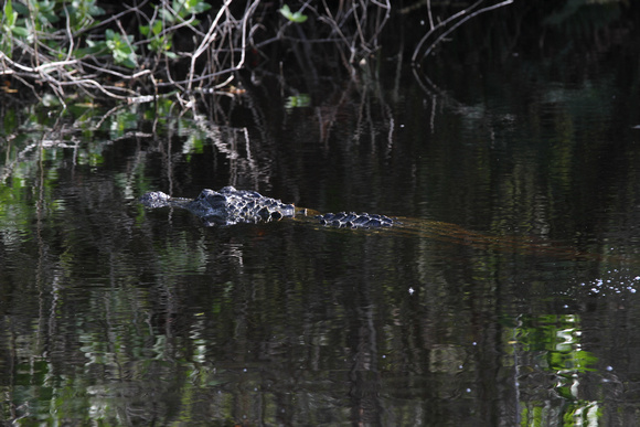 An alligator swims in the Sanibel River, Bailey Tract