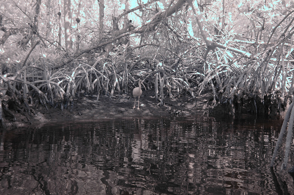 An Ibis keeps lookout in Commodore Creek (infrared image)