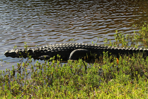 Alligator resting along Wildlife Drive