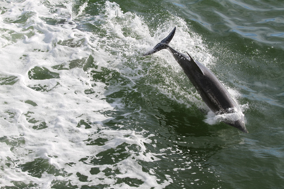 Dolphin enjoying the wake of a boat in Pine Island Sound
