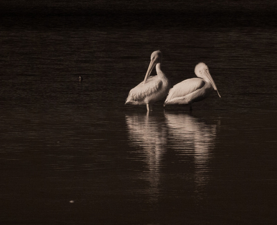 White Pelicans at rest along Wildlife Drive (infrared image)