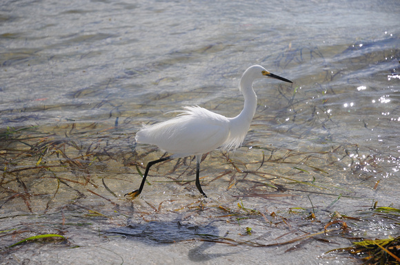 Snowy Egret on the prowl