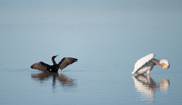 Cormorant and White Pelican near Wildlife Drive