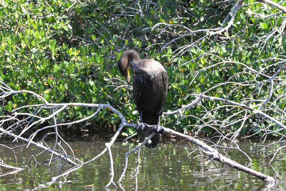 Cormorant in Commodore Creek