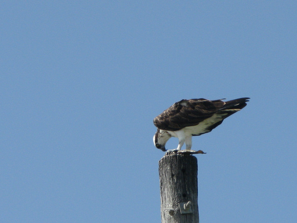 Osprey atop pole in Tarpon Bay