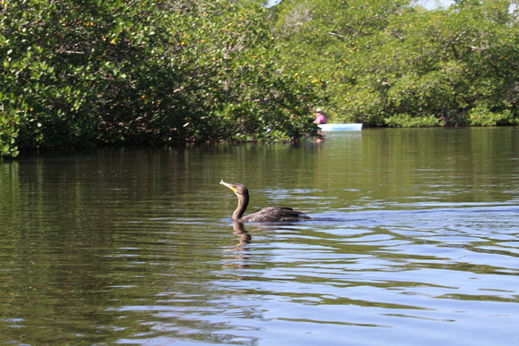 Double-crested Cormorant swimming in Commodore Creek