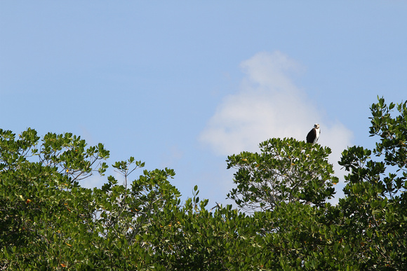 Osprey spotted in Commodore Creek among the mango trees