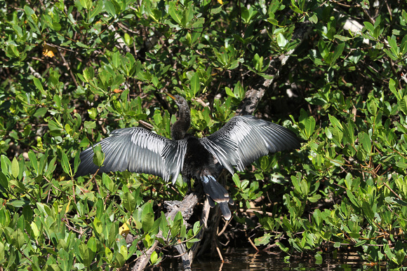 Anhinga drying out in Commodore Creek