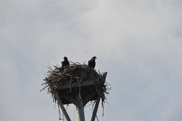 Pair of Ospreys in their nest