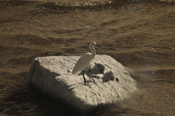 Snowy Egret near Lighthouse Point (infrared image)