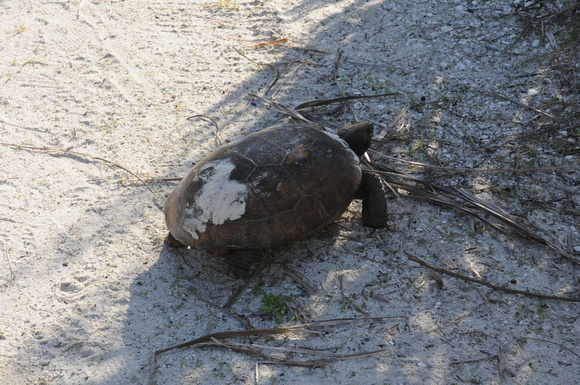 Gopher tortoise on a path near Lighthouse Point