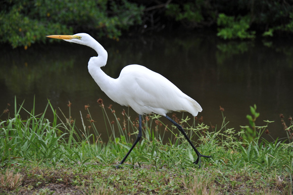 Great Egret marching with a purpose