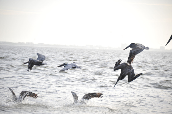 Pelicans feeding along Lighthouse Point
