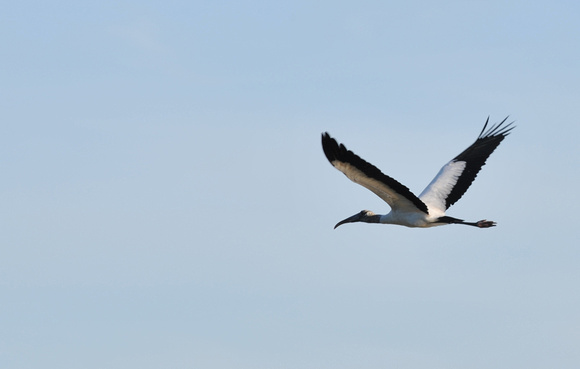 Wood Stork in flight at Ding Darling