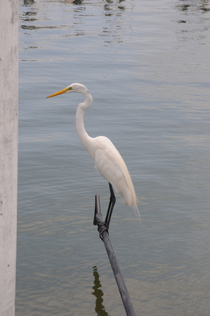 Great Egret surveys Tarpon Bay