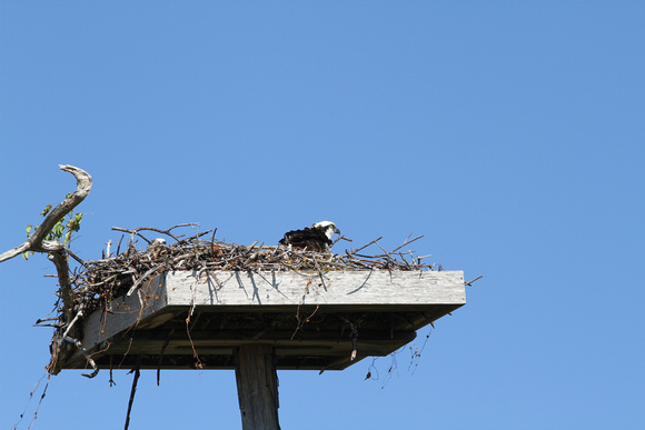 Osprey guarding the nest