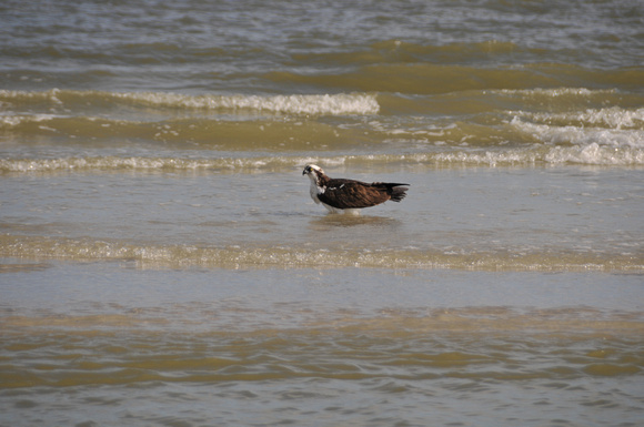 Osprey in the surf along the beach