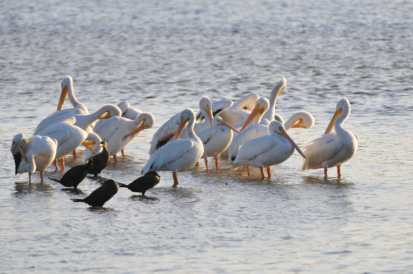 White Pelicans gather along Wildlife Drive