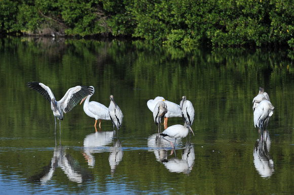 Wood Storks and White Pelicans feasting near Wildlife Drive