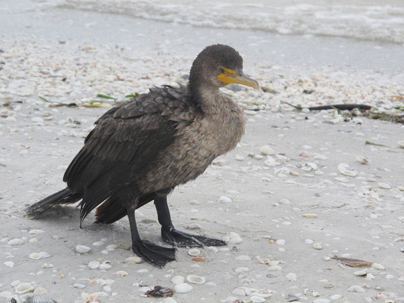Young Cormorant in the surf