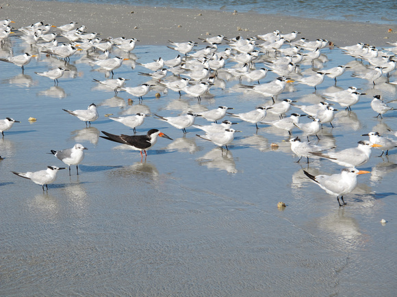 Black Skimmer among Sandwich & Royal Terns, and a Laughing Gull