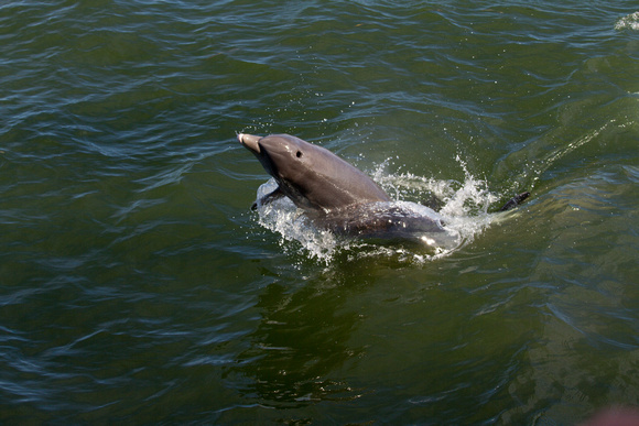 Dolphins are frequently seen inTarpon Bay