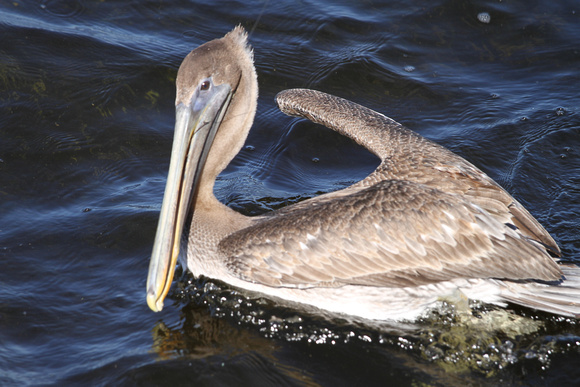 Happy Pelican after being freed of fishing line