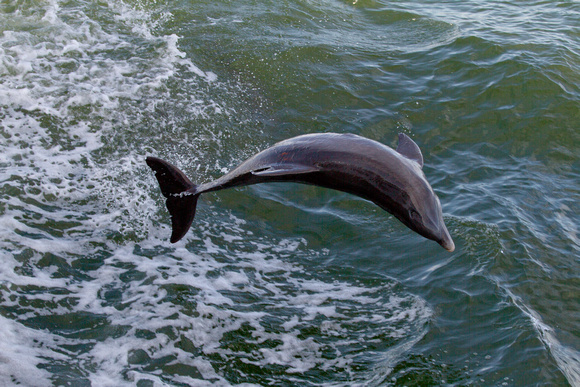 Dolphin playing in Pine Island Sound