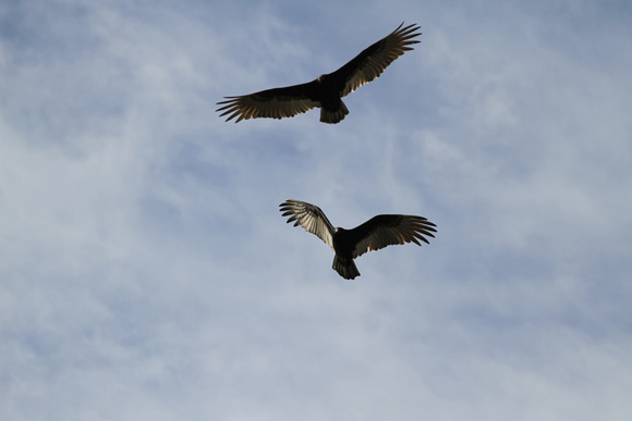 A pair of vultures scan the landscape near Lighthouse Point