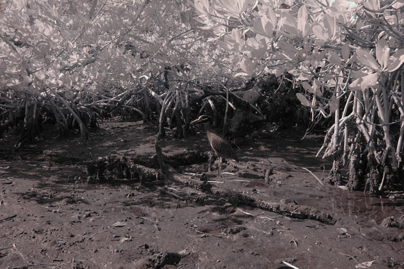 Yellow-crowned Night Heron in Commodore Creek (infrared image)