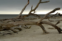 Driftwood Beach - Rob Herman