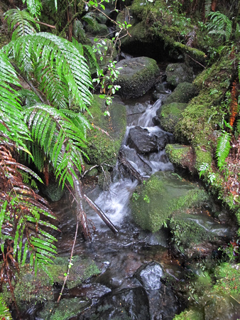 Mountain stream, Fiordland National Park, South Island, New Zealand