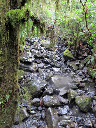 Rainforest, Fiordland National Park, South Island, New Zealand