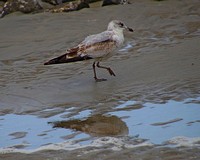 Shore bird - Rich Howard